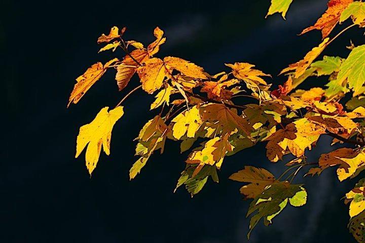 Fruehstueckspension Pachler Gosau Bagian luar foto
